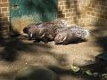Zoo Cottbus 126
